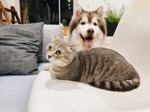 Cat and Dog on Couch